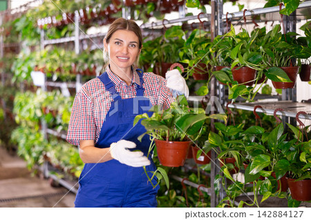 Young female florist arranging pots with epipremnum aureum in store Young female florist arranging pots with epipremnum aureum in store 142884127