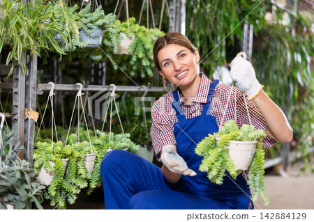 Female florist hanging sedum morganianum in suspended planters on rack Female florist hanging sedum morganianum in suspended planters on rack 142884129