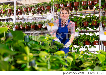 Adult female saleswoman with pot of pothos in plant store Adult female saleswoman with pot of pothos in plant store 142884130