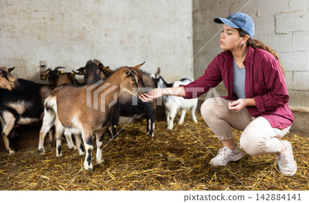 Female farmer takes care of herd of goats in paddock at an animal farm Female farmer takes care of herd of goats in paddock at an animal farm 142884141