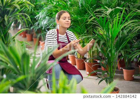 Female florist posing with plant areca in flower shop Female florist posing with plant areca in flower shop 142884142