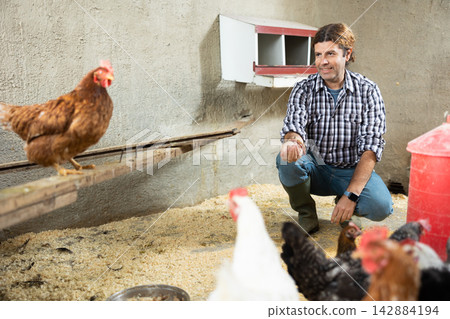 Middle aged male farmer kneeling to feed hens Middle aged male farmer kneeling to feed hens 142884194