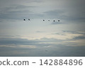 Flock of birds flying in the air isolated on the bright sky in background 142884896