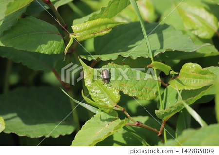 A scarab beetle perched on a Japanese knotweed leaf. 142885009