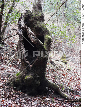 那棵長滿青苔的怪樹的生命力,以及那巨大的洞口 那棵長滿青苔的怪樹的生命力,以及那巨大的洞口 142885284
