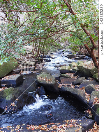 A stream and small waterfall surrounded by trees A stream and small waterfall surrounded by trees 142885289