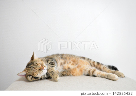 Relaxed expression of a napping cat Relaxed expression of a napping cat 142885422