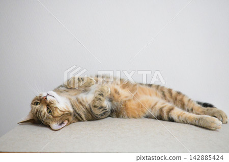 Relaxed expression of a napping cat Relaxed expression of a napping cat 142885424