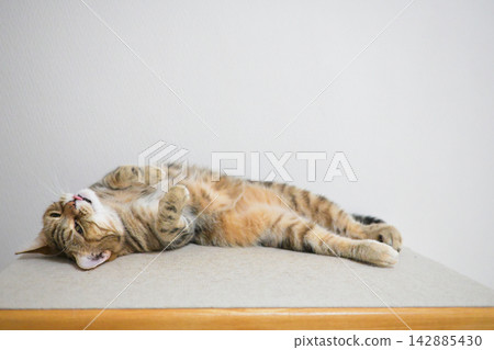Relaxed expression of a napping cat Relaxed expression of a napping cat 142885430
