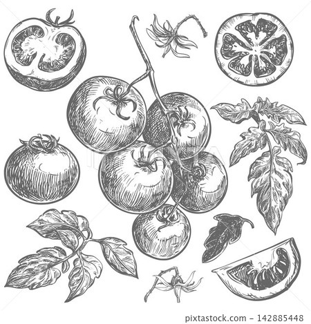 Set of tomatoes. Vector illustration of ripe pomidoro, pieces, halves, slices, leaves, and flowers. Engraving. Sketch of a flowering cherry tomato branch. Hand drawn, imitating etching. Set of tomatoes. Vector illustration of ripe pomidoro, pieces, halves, slices, leaves, and flowers. Engraving. Sketch of a flowering cherry tomato branch. Hand drawn, imitating etching. 142885448