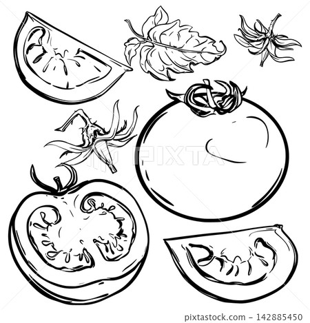 A Vector set of tomatoes. Retro illustration of ripe tomatoes, pieces, halves, slices, leaves, and flowers. Sketch of a flowering cherry pomidoro branch. Hand drawn doodle style. 142885450