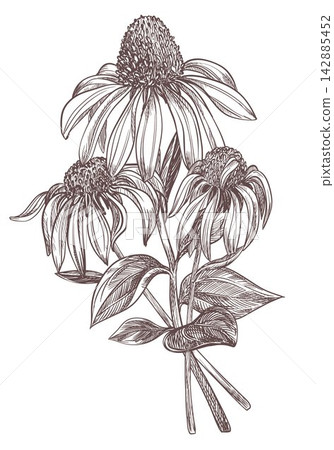 Vector sketch of echinacea. Bouquet of black sampson in engraving style. Clipart for herbal tea. Spring flowers in ancient technique of etching. Linear ink line drawing of Kansas snakeroot. Vector sketch of echinacea. Bouquet of black sampson in engraving style. Clipart for herbal tea. Spring flowers in ancient technique of etching. Linear ink line drawing of Kansas snakeroot. 142885452