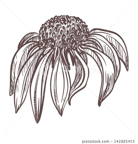 Vector sketch of echinacea. Inflorescence of black sampson in engraving style. Summer flower for herbal tea in technique of etching. Linear ink drawing of purple coneflower. Monochrome line art 142885453