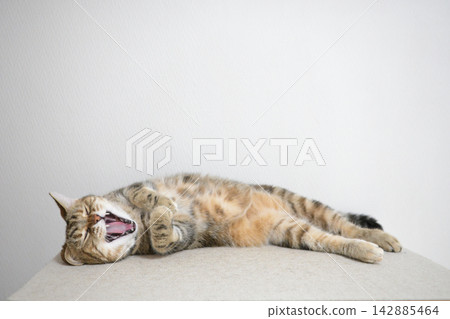 Relaxed expression of a napping cat Relaxed expression of a napping cat 142885464