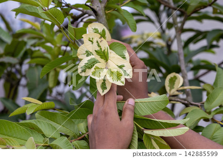 Person examining variegated guava tree foliage with cream white and green leaves. Rooftop garden setup, rare fruit plant cultivation, and horticulture care. Person examining variegated guava tree foliage with cream white and green leaves. Rooftop garden setup, rare fruit plant cultivation, and horticulture care. 142885599