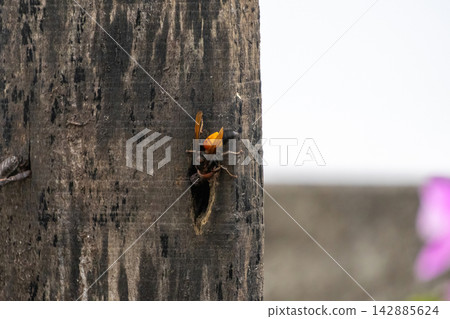 Large black and orange hornet hornet insect building nest inside wooden pole outdoors. Macro wild animal shot showing dangerous wasp species in nature. Large black and orange hornet hornet insect building nest inside wooden pole outdoors. Macro wild animal shot showing dangerous wasp species in nature. 142885624