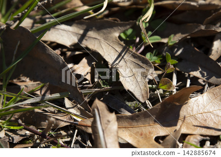 Spotted Wolf Spider Spotted Wolf Spider 142885674