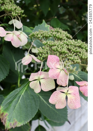 花園裡,夏日繡球花漸漸凋謝,花朵盛開。 花園裡,夏日繡球花漸漸凋謝,花朵盛開。 142885779