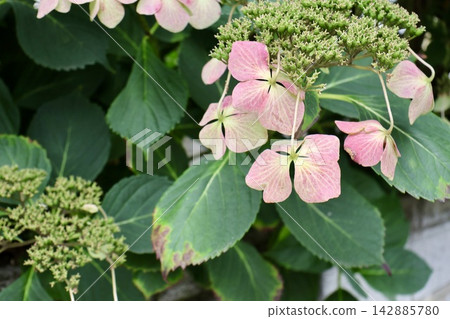 The fading summer hydrangeas, flowers blooming in the garden The fading summer hydrangeas, flowers blooming in the garden 142885780