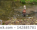 Dog playing in water outdoors surrounded by autumn leaves 142885781