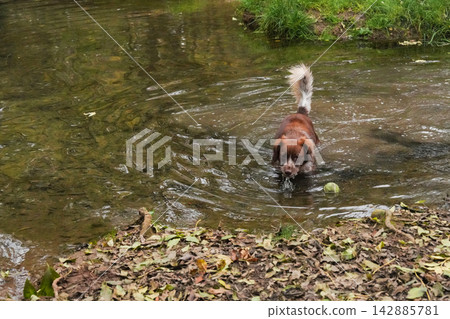 Dog playing in water outdoors surrounded by autumn leaves Dog playing in water outdoors surrounded by autumn leaves 142885781