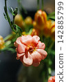 Pink Butterfly Ranunculus Hera flower closeup 142885799