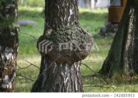 Large Woody Burl Growth on Birch Tree Trunk in Sunny Forest Clearing During Springtime Large Woody Burl Growth on Birch Tree Trunk in Sunny Forest Clearing During Springtime 142885953