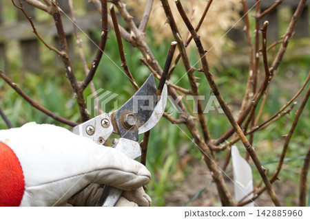 Gardener's gloved hand uses pruning shears to trim thorny rose bush branches in spring Gardener's gloved hand uses pruning shears to trim thorny rose bush branches in spring 142885960