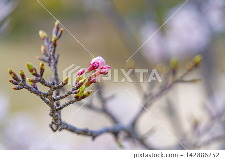 A spring branch with cherry blossom buds beginning to bloom. A spring branch with cherry blossom buds beginning to bloom. 142886252