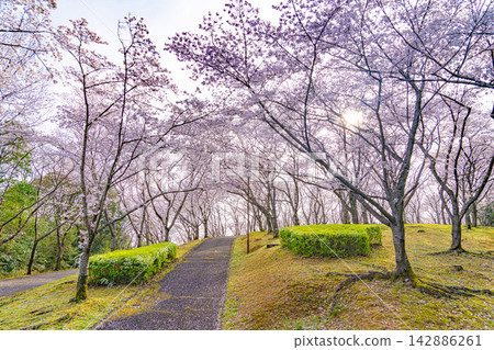 春日公園小徑，兩旁櫻花盛開。 142886261