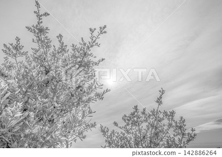 一幅單色風景畫，描繪了灌木的枝條伸向陰雲密佈的天空。 142886264