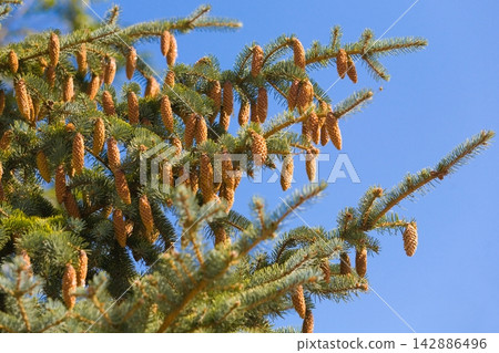 Close up of a green fir cone on a fir tree branch, young fir cone showing a green hue with hints of pink at its tips Close up of a green fir cone on a fir tree branch, young fir cone showing a green hue with hints of pink at its tips 142886496