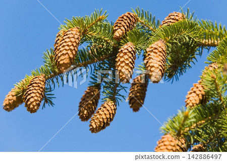 Close up of a green fir cone on a fir tree branch, young fir cone showing a green hue with hints of pink at its tips 142886497