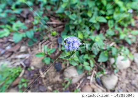 台灣第35座小山峰火岩山登山路線沿途風景。 台灣第35座小山峰火岩山登山路線沿途風景。 142886945