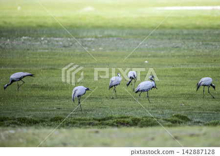 Common cranes birds ( Grus grus ) Common cranes birds ( Grus grus ) 142887128