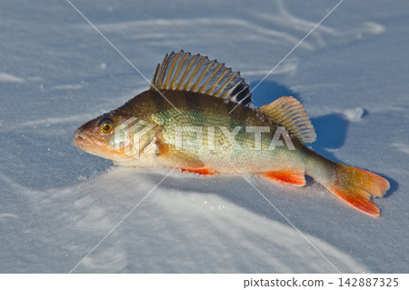 Big fish perch on blue ice . Big fish perch on blue ice . 142887325