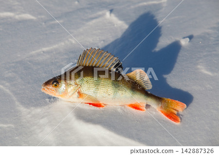 Big fish perch on blue ice . Big fish perch on blue ice . 142887326