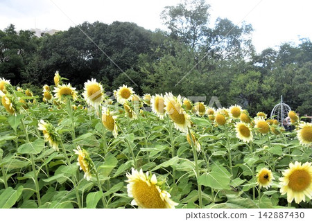 大阪市永井植物園 大阪市永井植物園 142887430