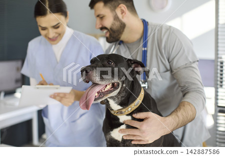 Veterinary team examining cheerful dog while noting results in modern animal clinic Veterinary team examining cheerful dog while noting results in modern animal clinic 142887586