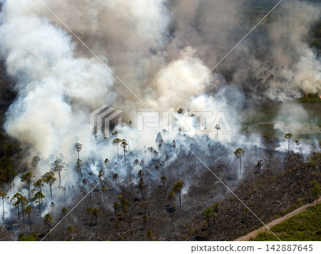 Prescribed fire set intentionally in Florida woodland, clearing undergrowth with carefully managed flames and smoke Prescribed fire set intentionally in Florida woodland, clearing undergrowth with carefully managed flames and smoke 142887645
