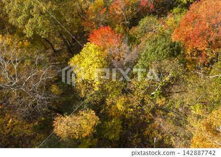 Overhead view of Appalachian autumn woodland with vivid red, orange and golden treetops, highlighting seasonal beauty, biodiversity and protected natural landscape. Overhead view of Appalachian autumn woodland with vivid red, orange and golden treetops, highlighting seasonal beauty, biodiversity and protected natural landscape. 142887742