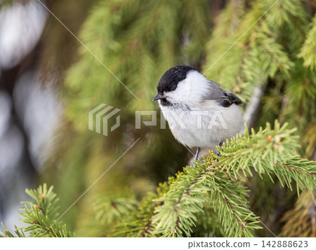 Cute bird the willow tit, song bird sitting on the fir branch Cute bird the willow tit, song bird sitting on the fir branch 142888623