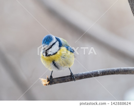 Cute bird, Eurasian blue tit, songbird sitting on a branch without leaves in the autumn or winter Cute bird, Eurasian blue tit, songbird sitting on a branch without leaves in the autumn or winter 142888624