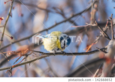 Cute bird, Eurasian blue tit, songbird sitting on a branch without leaves in the autumn or winter 142888652