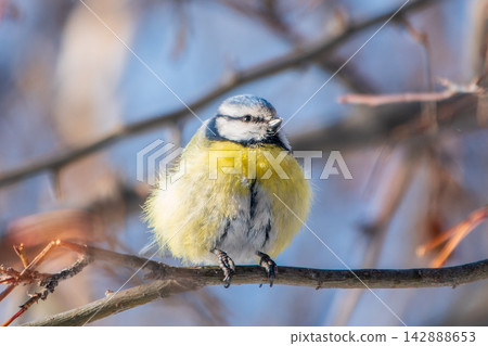 Cute bird, Eurasian blue tit, songbird sitting on a branch without leaves in the autumn or winter 142888653