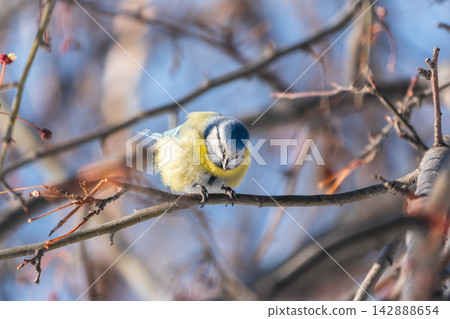 Cute bird, Eurasian blue tit, songbird sitting on a branch without leaves in the autumn or winter Cute bird, Eurasian blue tit, songbird sitting on a branch without leaves in the autumn or winter 142888654