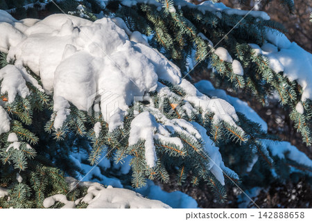 Green fir branches in winter covered with snow Green fir branches in winter covered with snow 142888658