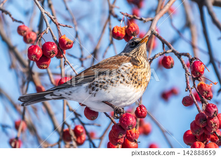 Fieldfare sitting on the bush and feeding on wild red apples in winter or early spring time. Fieldfare sitting on the bush and feeding on wild red apples in winter or early spring time. 142888659