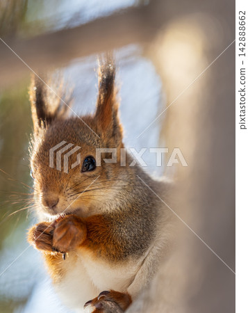 Portrait of a squirrel on a tree trunk Portrait of a squirrel on a tree trunk 142888662