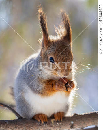 The squirrel with nut sits on tree in the winter or late autumn The squirrel with nut sits on tree in the winter or late autumn 142888663